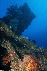 The beautifully overgrown wreck of the Liberty in Tulambe... by Anouk Houben 